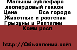 Малыши эублефара ( леопардовый геккон) › Цена ­ 1 500 - Все города Животные и растения » Грызуны и Рептилии   . Коми респ.